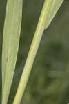 Common oat <BR>Oat